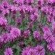 Monarda-Pysznogłówka-Bee-Pretty