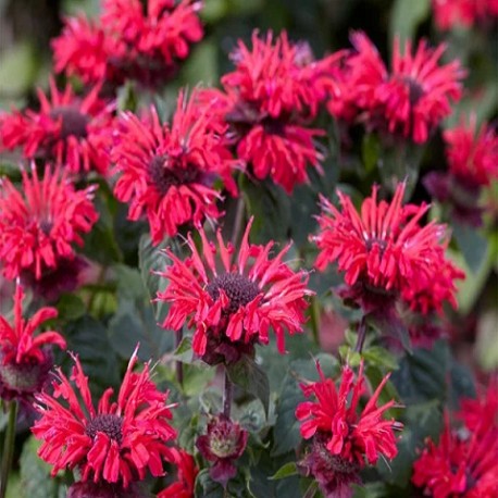 Monarda-Pysznogłówka-Bee-Happy