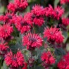 Monarda-Pysznogłówka-Bee-Happy