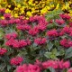 Monarda-Pysznogłówka-Bee-Happy