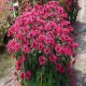 Monarda-Pysznogłówka-Bee-Happy