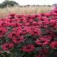 Monarda-Pysznogłówka-Bee-Happy