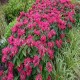 Monarda-Pysznogłówka-Bee-Happy