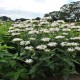 Monarda-Pysznogłówka-Bee-Bright