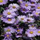 Aster-hybrida-Treffpunkt