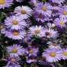 Aster-hybrida-Treffpunkt