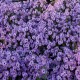 Aster-hybrida-Treffpunkt