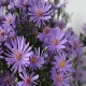 Aster-hybrida-Treffpunkt
