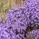 Aster-hybrida-Treffpunkt
