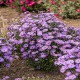 Aster-hybrida-Treffpunkt