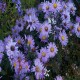 Aster-hybrida-Treffpunkt