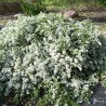 Aster-ericoides-Snowflurry