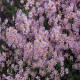 Aster-ericoides-Pink Cloud
