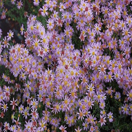 Aster-ericoides-Pink Cloud