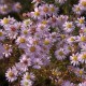 Aster-ericoides-Pink Cloud