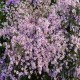 Aster-ericoides-Pink Cloud