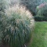 Miscanthus Adagio