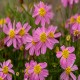 Coreopsis-Nachyłek- American Dream