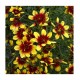 Coreopsis-Nachyłek- verticillata-Bengal Tiger