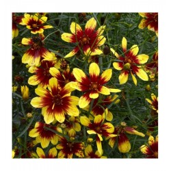 Coreopsis-Nachyłek- verticillata-Bengal Tiger