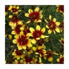 Coreopsis-Nachyłek- verticillata-Bengal Tiger