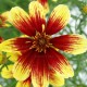 Coreopsis-Nachyłek- verticillata-Bengal Tiger