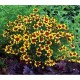Coreopsis-Nachyłek- verticillata-Bengal Tiger
