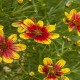 Coreopsis-Nachyłek- verticillata-Bengal Tiger