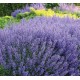 Nepeta-Kocimiętka racemosa GROG
