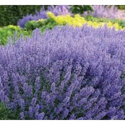 Nepeta-Kocimiętka racemosa GROG