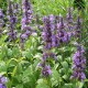 Nepeta-Kocimiętka Neptune