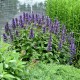 Nepeta-Kocimiętka Neptune