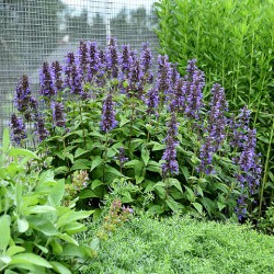 Nepeta-Kocimiętka Neptune