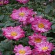 ANEMONE -ZAWILEC- hupeh. PRINZ HEINRICH