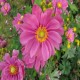 ANEMONE -ZAWILEC- hupeh. PRINZ HEINRICH