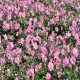 ANEMONE -ZAWILEC- hupeh. PRINZ HEINRICH