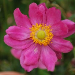 ANEMONE -ZAWILEC- hupeh. PRINZ HEINRICH