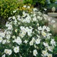 ANEMONE -ZAWILEC-x hybrida ANDREA ATKINSON