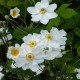 ANEMONE -ZAWILEC-x hybrida ANDREA ATKINSON