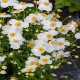 ANEMONE -ZAWILEC-x hybrida ANDREA ATKINSON