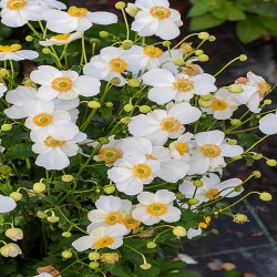 ANEMONE -ZAWILEC-x hybrida ANDREA ATKINSON