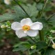 ANEMONE -ZAWILEC-x hybrida ANDREA ATKINSON