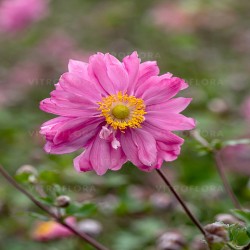 ANEMONE -ZAWILEC-x hybrida BRESSINGHAM GLOW