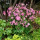 ANEMONE -ZAWILEC-x hybrida BRESSINGHAM GLOW