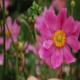 ANEMONE -ZAWILEC-x hybrida BRESSINGHAM GLOW