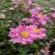 ANEMONE -ZAWILEC-x hybrida BRESSINGHAM GLOW