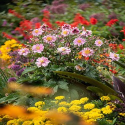 ANEMONE -ZAWILEC-x hybrida GARDEN BREEZE WHIRLWIND PINK