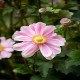 ANEMONE -ZAWILEC-x hybrida GARDEN BREEZE WHIRLWIND PINK