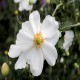 ANEMONE -ZAWILEC-x hybrida HONORINE JOBERT