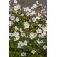 ANEMONE -ZAWILEC-x hybrida HONORINE JOBERT
